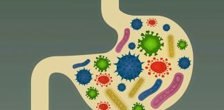 Gut bacteria